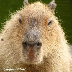 Capybara World