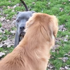 WinstonsDogPark
