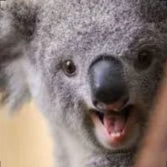 WildAnimalskon