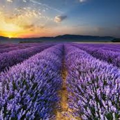 ✨ MIRROR OF MITRA✨