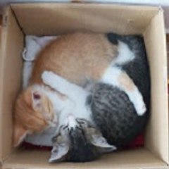 Graphite CATS! - Toffee &