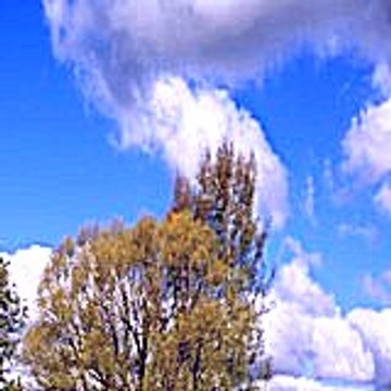 irisjulian4596