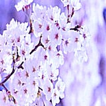 estherwilliam7166