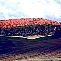 josephdaniel8795