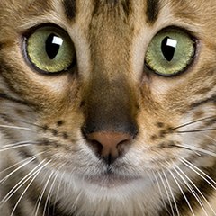 animalfunfun
