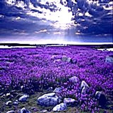 justinjody2564