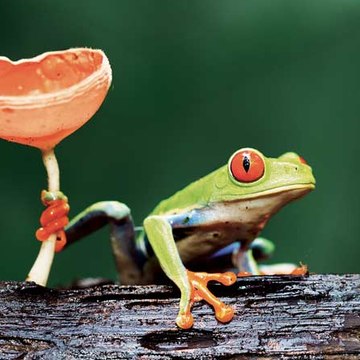 عوالم الحيوانات