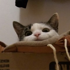 Tulisia The Rescued Cat