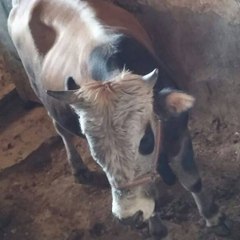 Sevimli Hayvanlar / Animals