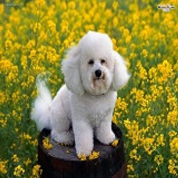 Dogy 12