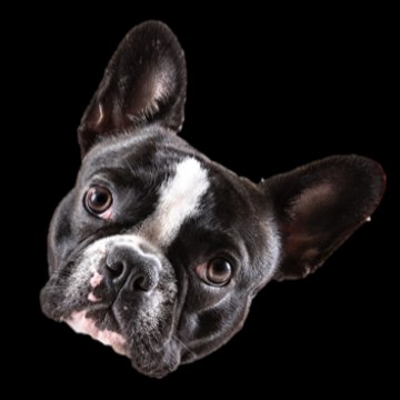 Stella The frenchie