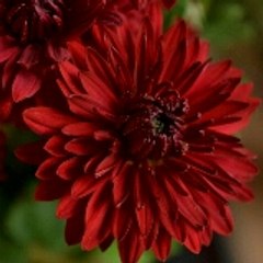 Funny videos and song