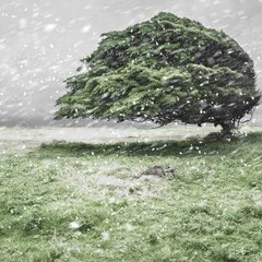 Frosty Winds
