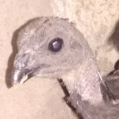 Telugu entertainment