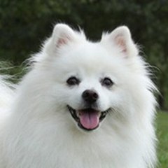 Köpek Sevgisi