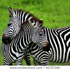 Wild Animals