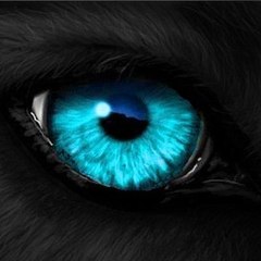Filmy Wolf
