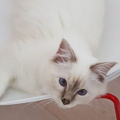 RELAXING BLUE CHANNEL