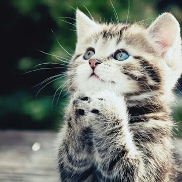 Funny Pets and Animals!!!!