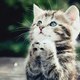 Funny Pets and Animals!!!!