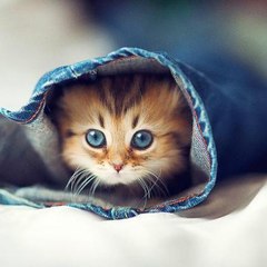 animaux drôles
