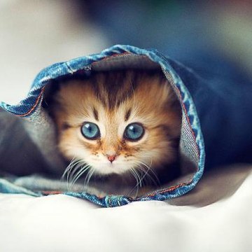 animaux drôles