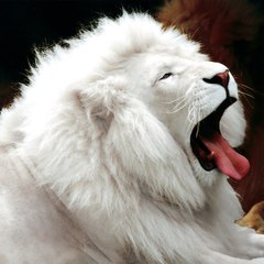 White Lion