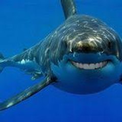 Shark Men