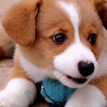 Cutest Puppies