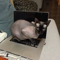 Squeaky The Therapy Cat