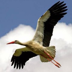 Stork Kosova