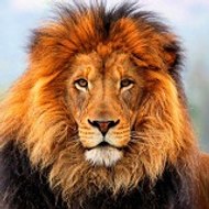 EverythingAboutAnimalsLKJ