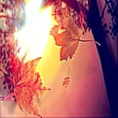 gracielarichard7978