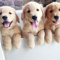 Cutest Puppy