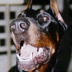 DOBERMANN THOR RSANG