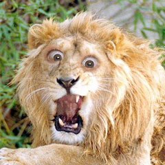 animais selvagens