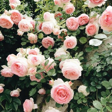 Giải Trí - Nhạc Việt