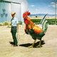 RooSTerS