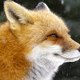 Fox Clix