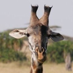 Safari Science