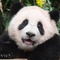Panda Life