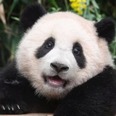 Panda Life