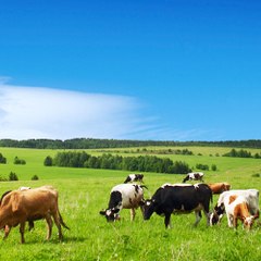 Jadeed dairy farming