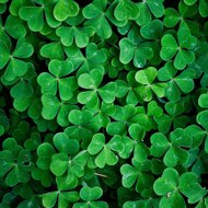 La Herencia Capitulo