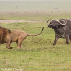 Tsavo sightings for wild animals