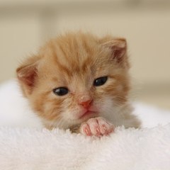 CUTE WORLD