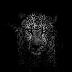 TIGAR