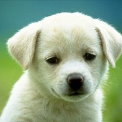 Animals World Videos