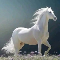 Tanveer S Malik90