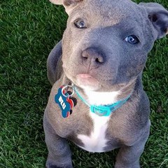 SttafyBlue